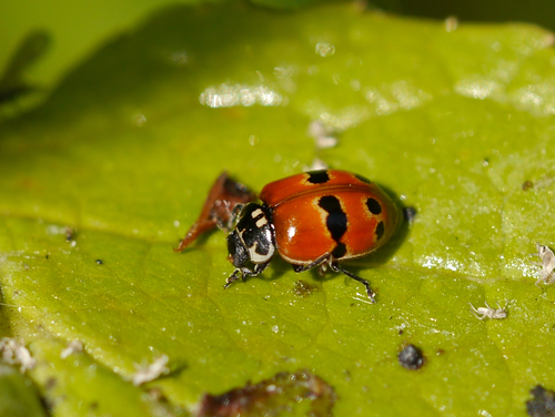 Two-spotted Lady Beetle photographed in Alaska
