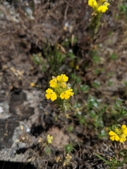 Castilleja campestris