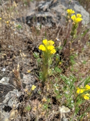 Castilleja campestris