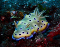 Goniobranchus kuniei