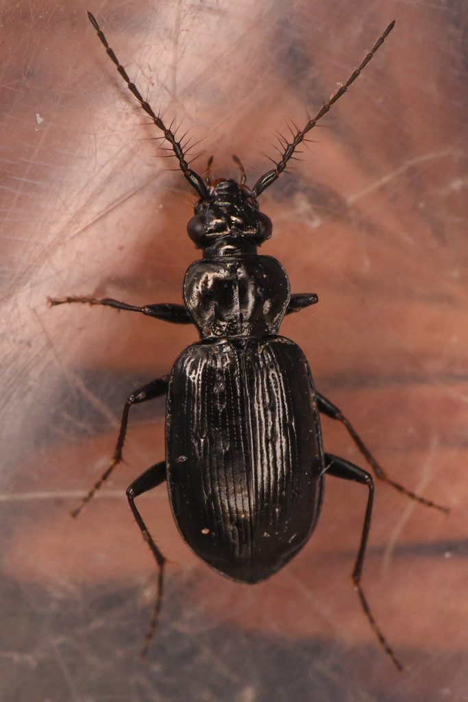 Loricera decempunctata