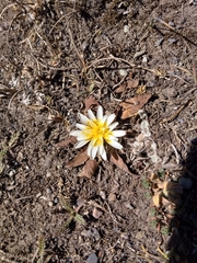 Hypochaeris sessiliflora