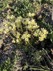 Saxifraga bronchialis funstonii
