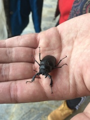 Lucanus