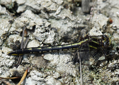 Phanogomphus spicatus