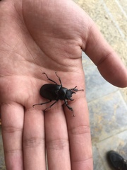 Lucanus