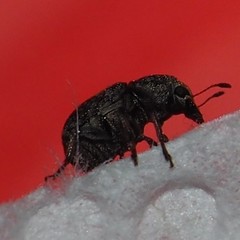 Zygaenodini