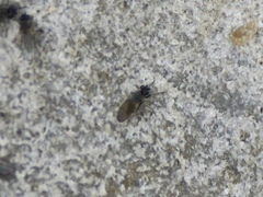 Ephydra cinerea