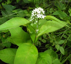 Primulaceae