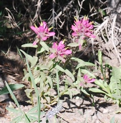Castilleja rhexiifolia