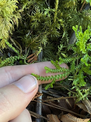 Image of Douglas' Spikemoss (Selaginella douglasii) by (c) Daniel Kennedy, some rights reserved (CC BY)