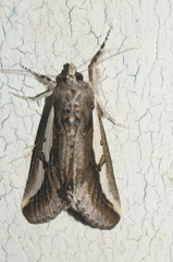 Euscirrhopterus