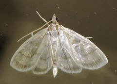Crocidophora tuberculalis