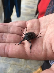 Lucanus
