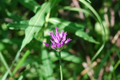 Allium brevistylum