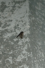 Euscirrhopterus poeyi