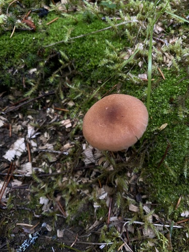 Laccaria bicolor — (c) Daniel Kennedy, some rights reserved (CC BY)