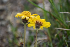 Arnica griscomii