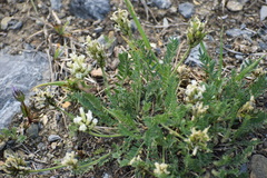 Oxytropis borealis