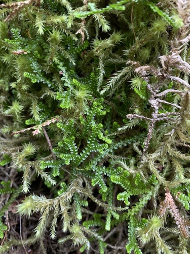 Image of Douglas' Spikemoss (Selaginella douglasii) by (c) Daniel Kennedy, some rights reserved (CC BY)