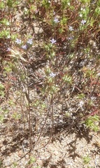 Eriastrum filifolium