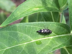 Hoshihananomia octopunctata