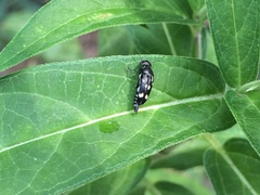Hoshihananomia octopunctata