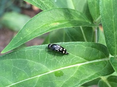Hoshihananomia octopunctata