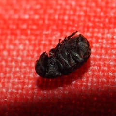 Zygaenodini