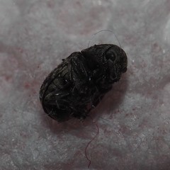 Zygaenodini