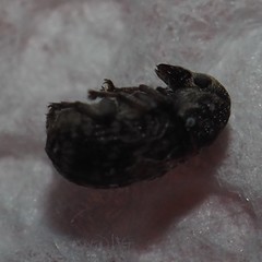 Zygaenodini