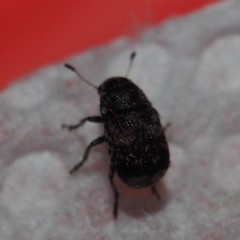 Zygaenodini