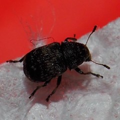 Zygaenodini
