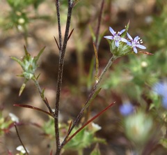 Eriastrum filifolium