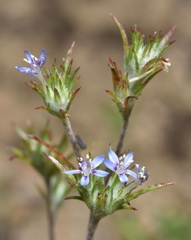 Eriastrum filifolium