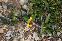 Arnica griscomii