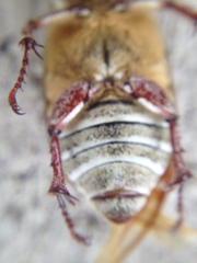 Polyphylla decemlineata