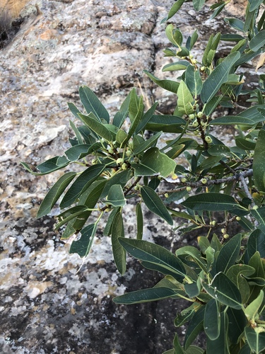 Ficus cordata subsp. salicifolia image