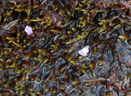 Image of Utricularia livida by (c) Tony Rebelo, some rights reserved (CC BY-SA)