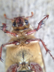 Polyphylla decemlineata