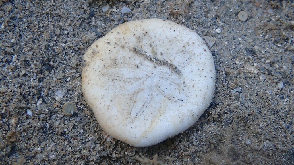 Laganum laganum