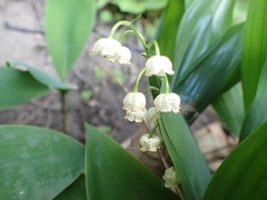 Convallaria