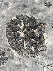 Lathagrium undulatum