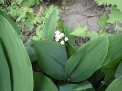 Convallaria