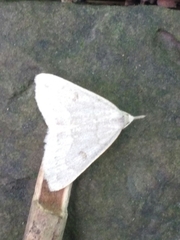 Chytolita morbidalis