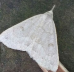 Chytolita morbidalis