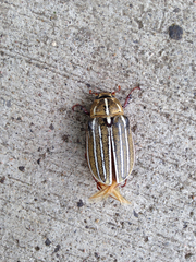 Polyphylla decemlineata