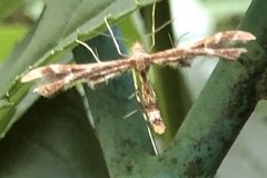 Geina periscelidactylus