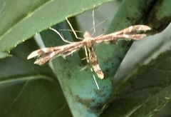 Geina periscelidactylus