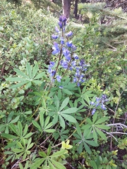 Lupinus arcticus